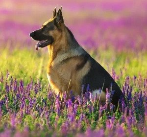 German Shepherd